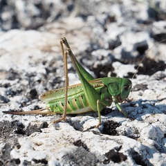 Decticus verrucivorus