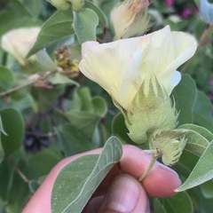 Gossypium davidsonii