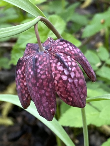 Fritillaria meleagris