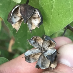 Gossypium davidsonii