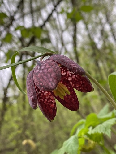Fritillaria meleagris