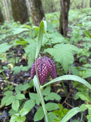 Fritillaria meleagris