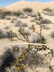 Parabacillus hesperus