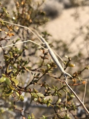 Parabacillus hesperus