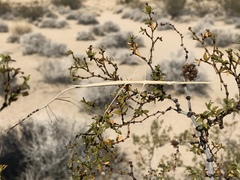 Parabacillus hesperus