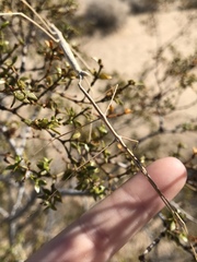 Parabacillus hesperus