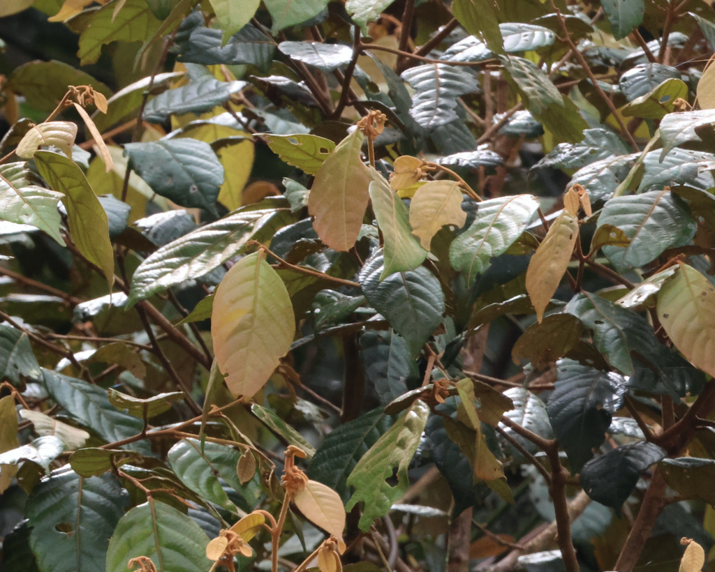 Lithocarpus havilandii (Lithocarpus havilandii)