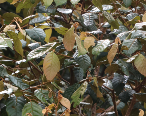 Lithocarpus havilandii observed 2023-03-31