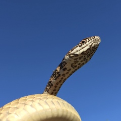 Masticophis fuliginosus