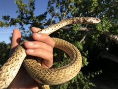 Masticophis fuliginosus