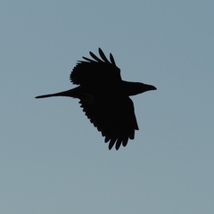 Corvus corax