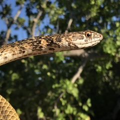 Masticophis fuliginosus