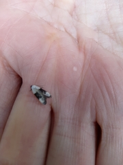 Trachypepla amphileuca