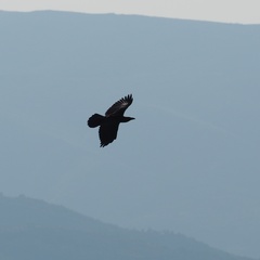Corvus corax