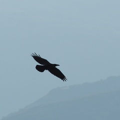 Corvus corax