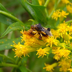 Phymata americana americana