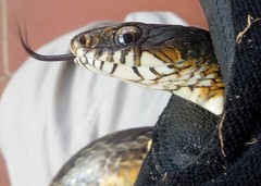 Palusophis bifossatus