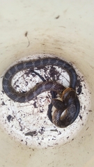 Palusophis bifossatus