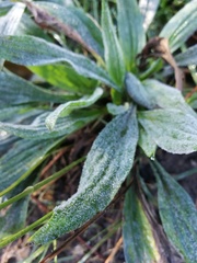 Plantago lanceolata
