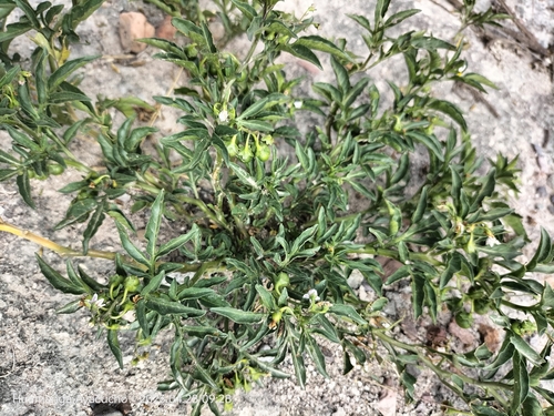 Solanum radicans, photograph 5