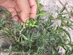 Solanum radicans, photograph Floro Ortiz Contreras, CC BY, iNaturalist via GBIF