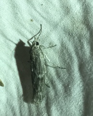Cactobrosis fernaldialis