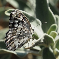 Melanargia larissa