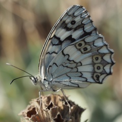 Melanargia larissa