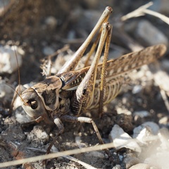 Decticus albifrons
