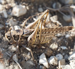 Decticus albifrons