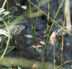Melanargia larissa