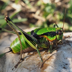 Eupholidoptera