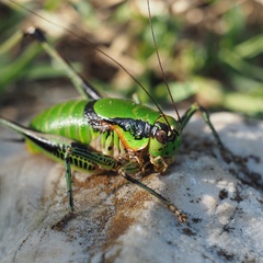 Eupholidoptera