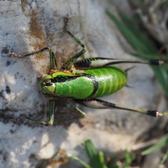 Eupholidoptera
