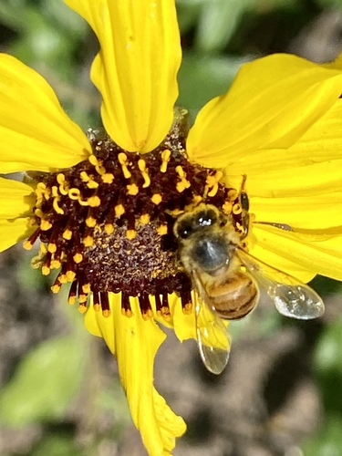 iNaturalist observation photo of Western Honey Bee