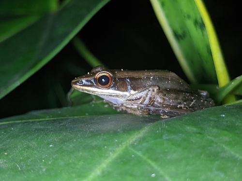 Hylarana intermedia