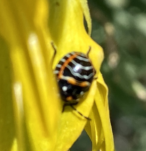 iNaturalist observation photo of Harlequin Bug