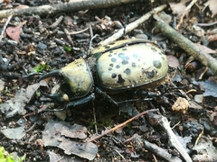 Dynastes hyllus