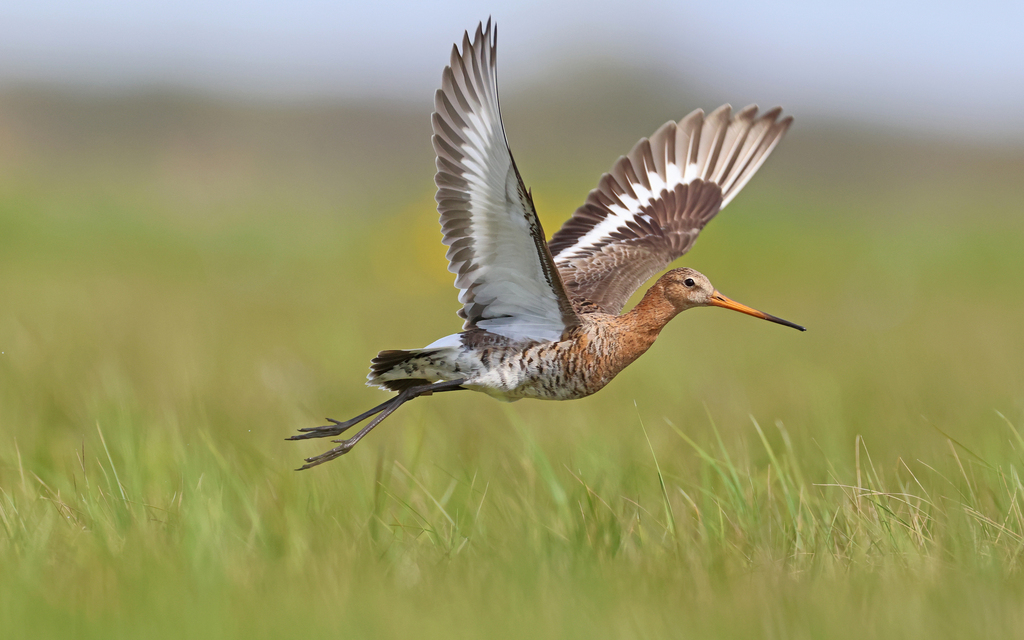 Foto de Black-tailed Godwit