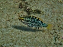 Singapore Parrotfish photo 5