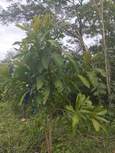 Espavel fruits and nuts