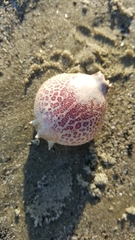 Persephona aquilonaris