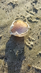 Persephona aquilonaris