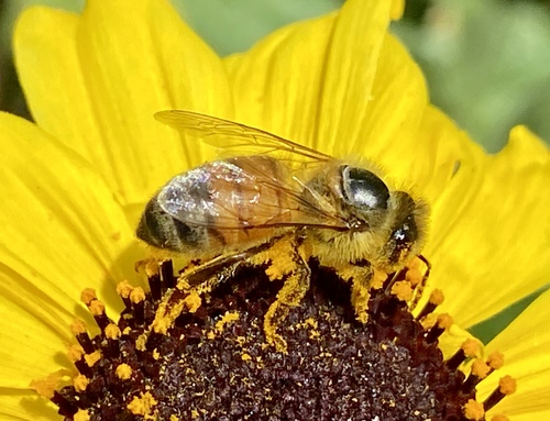 iNaturalist observation photo of Western Honey Bee