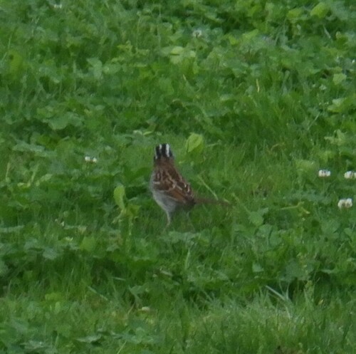White-throated Sparrow photographed in Kentucky