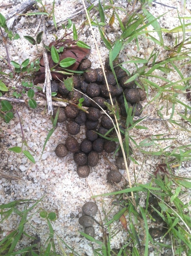 Common Tapeti