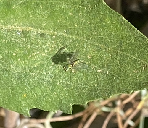 iNaturalist observation photo of Condylostylus