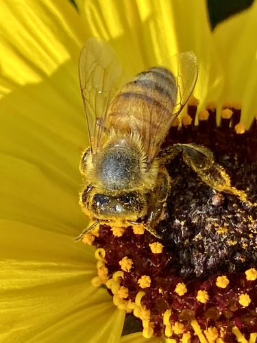iNaturalist observation photo of Western Honey Bee