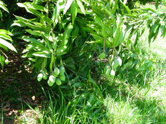 Mangifera