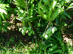 Mangifera